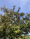 Nice leaves on the tree in the beautiful sunny day